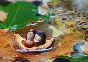 Виды рукоделия: аппликации