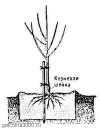 Работы в саду, на даче