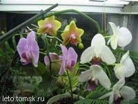 Ваши комнатные растения