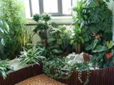 Освещеннность и выбор места для комнатных растений Комнатное цветоводство