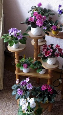 Комнатное цветоводство