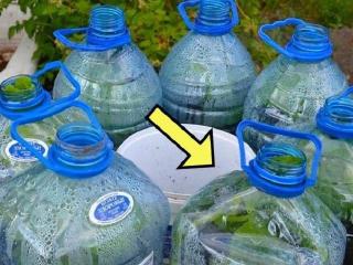 Как сделать компактный парник для огурцов на даче и радоваться урожаю в любую погоду