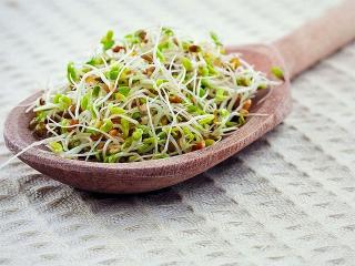 Пророщенные зерна. Растения для вашей красоты и здоровья