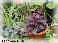 Зимний уход за домашними растениями Ваши комнатные растения