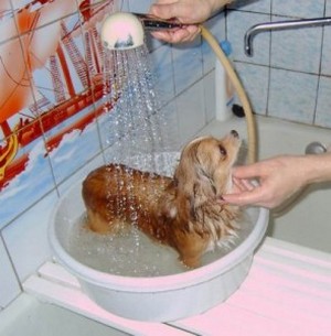Ваши домашние животные