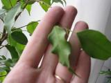 Уход и лечение комнатных растений
