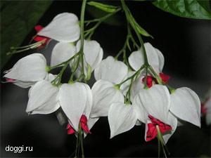 Ваши комнатные растения