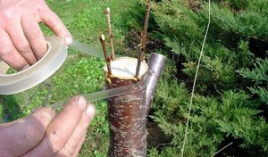 Работы в саду, на даче