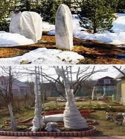 Как уберечь сад от промерзания